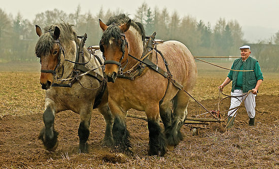 Work Horses Pictures