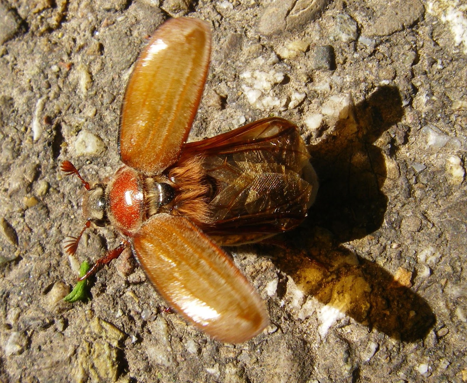 Wanderungen Durch Die Natur Beim Suchen