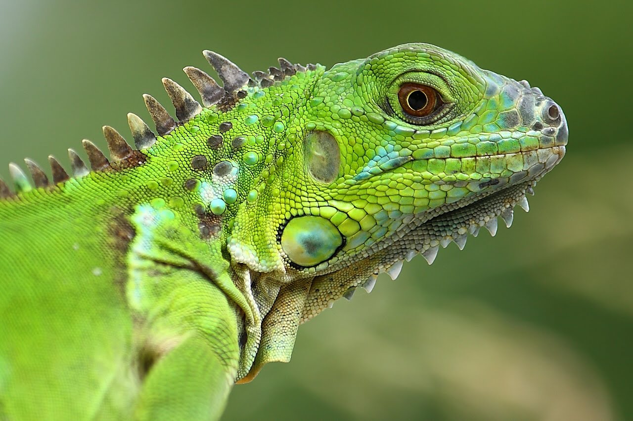 iguana aneh
