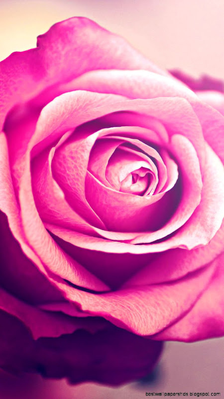 Pink Rose Flower iPhone 6 Plus HD Wallpaper  Iphone wallPapers