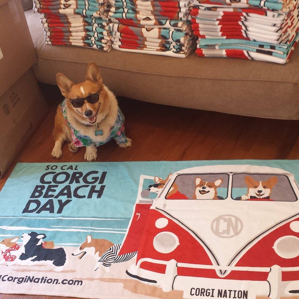 Mr. Pickles hard at work, - So Cal Corgi Beach Day