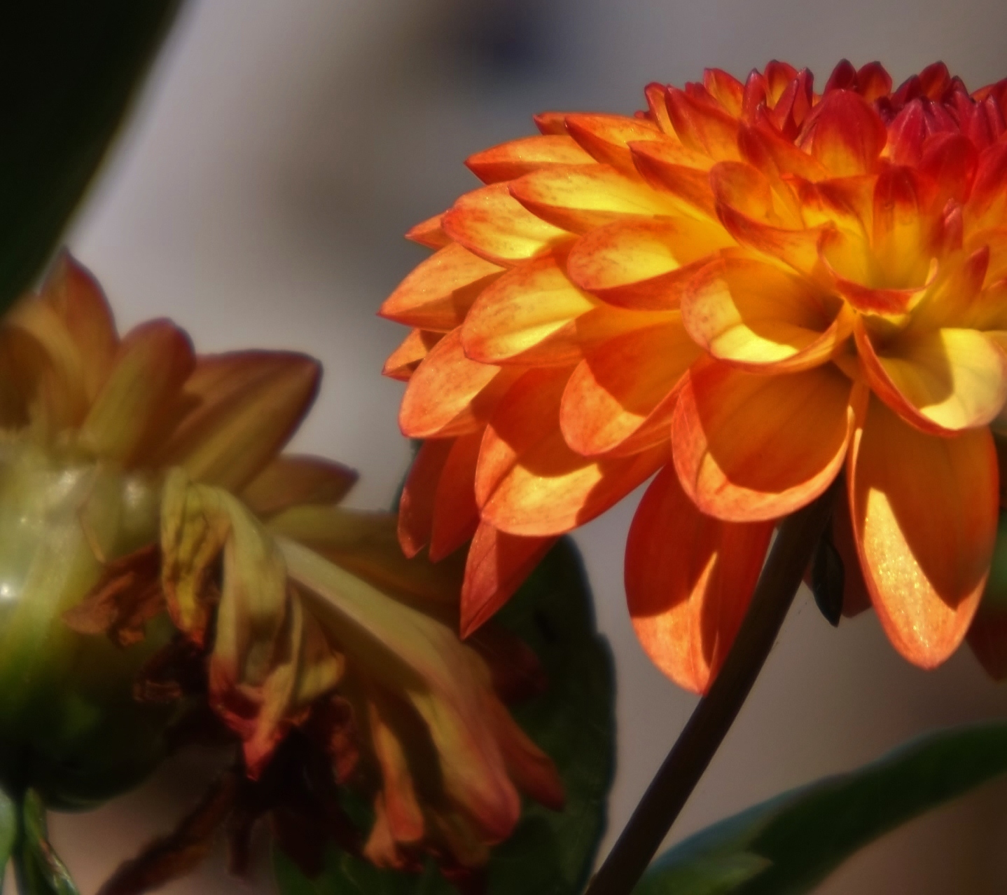 A Wall Of Limelight Hydrangeas Planted Together With Firelight
