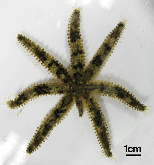The Echinoblog Sexual and Asexual Reproduction in Coscinasterias! Two ways a starfish can get a
