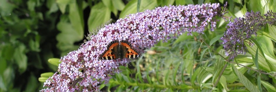 vartotojo kelta nuotrauka