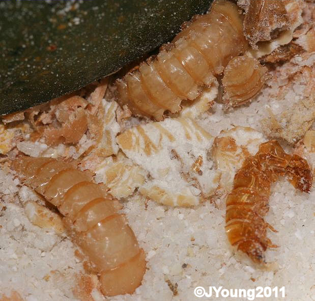 South African Photographs Yellow Mealworms (Tenebrio molitor