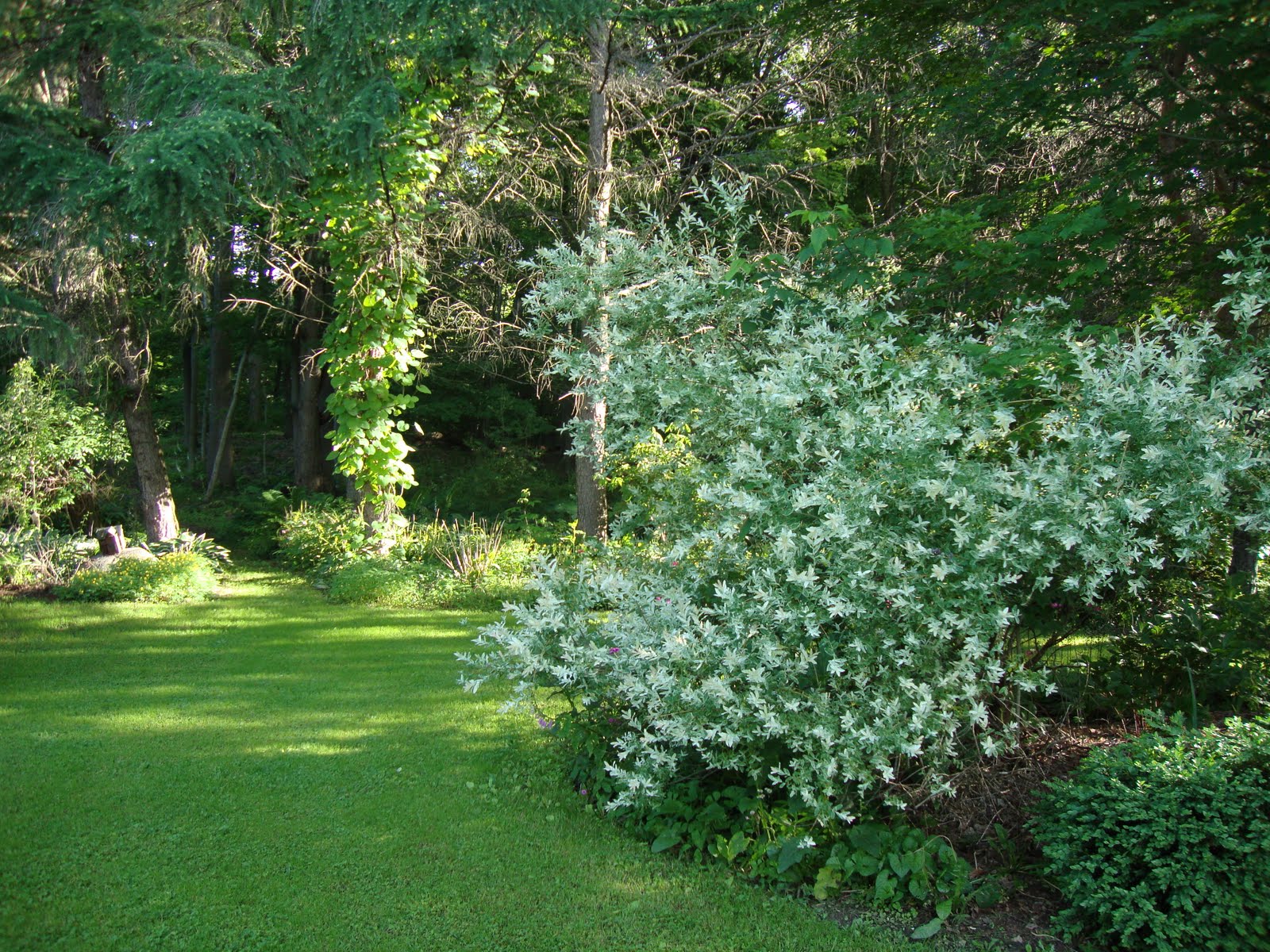 Rapsu Blog Salix Integra Dappled Willow Hakura Nishiki