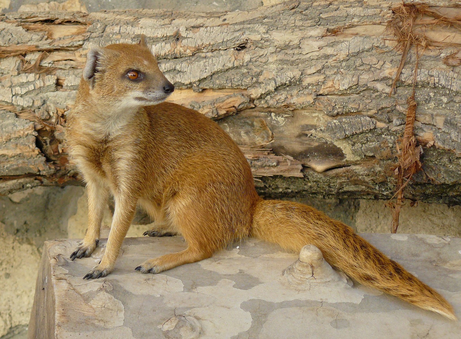Mongoose - Animals Photos