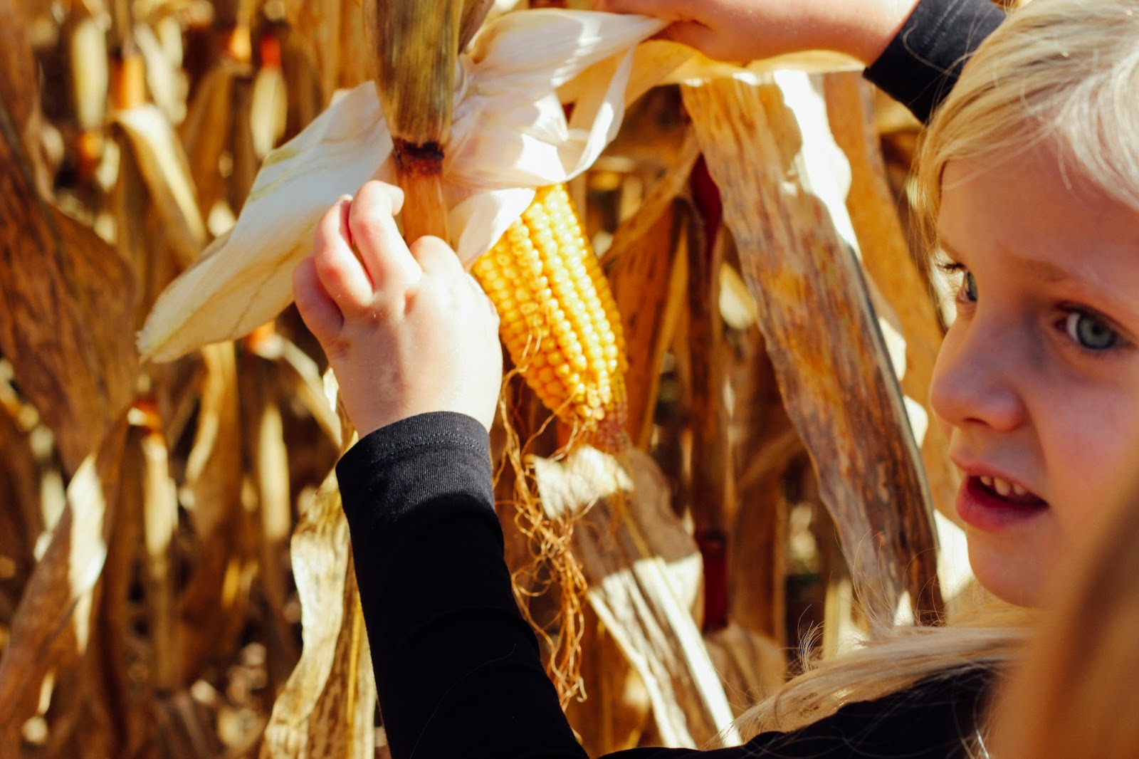 NotSoSAHM Pumpkin Picking at Sharp's at Waterford Farm
