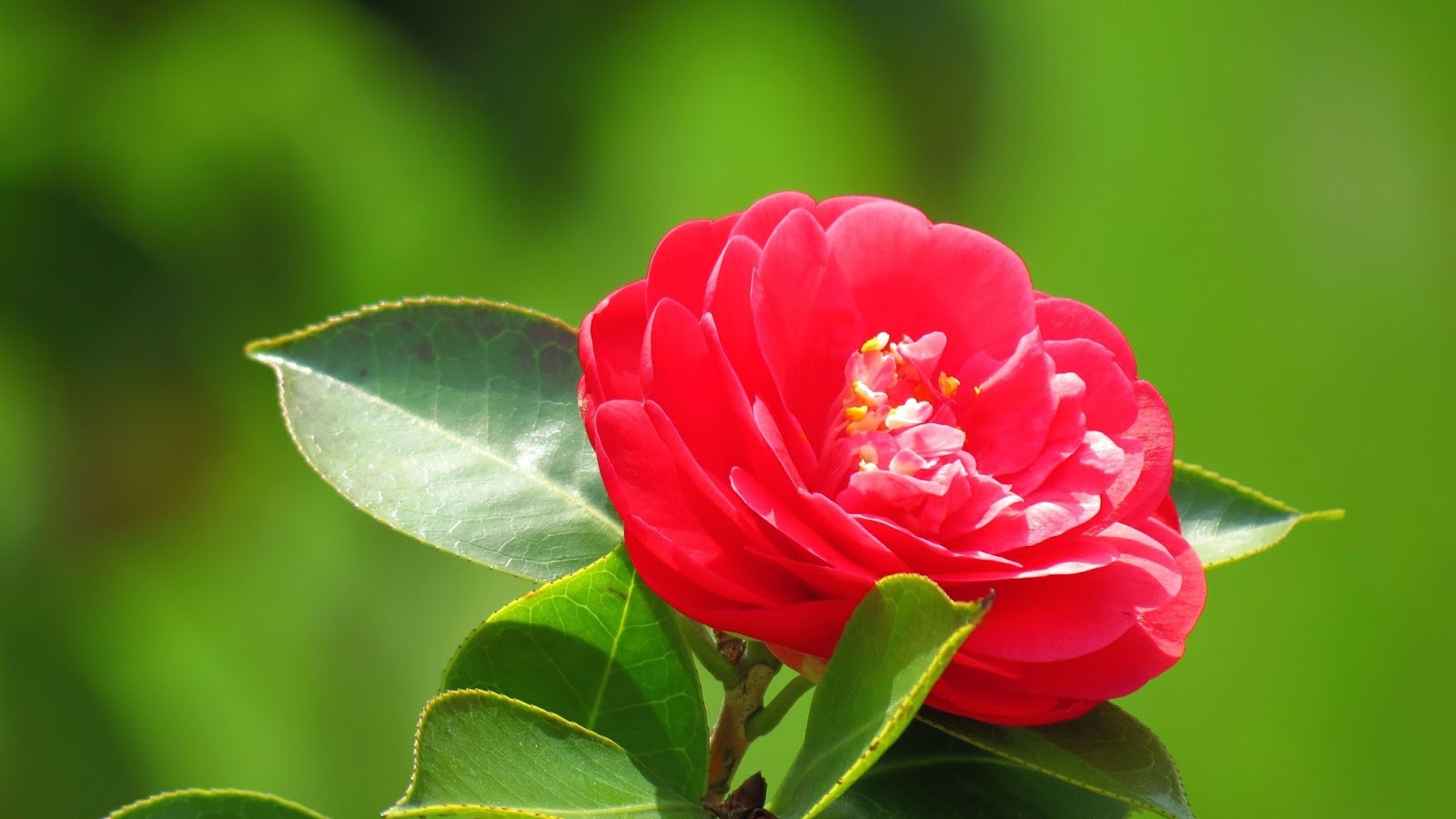 Camellia Flower Beautiful Desktop Wallpapers | Cool Desktop Wallpapers