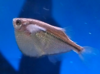 Hatchet fish swimming in an aquarium