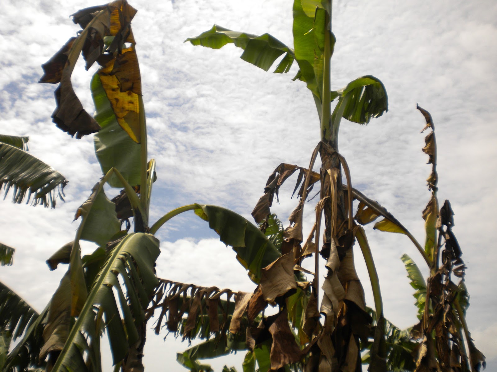 Crop Diseases in Tanzania Banana Xanthomonas wilt (BXW)
