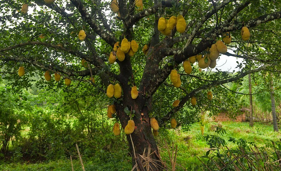 Sherinah's New Hope for Children With Disability Ministry Ugandan