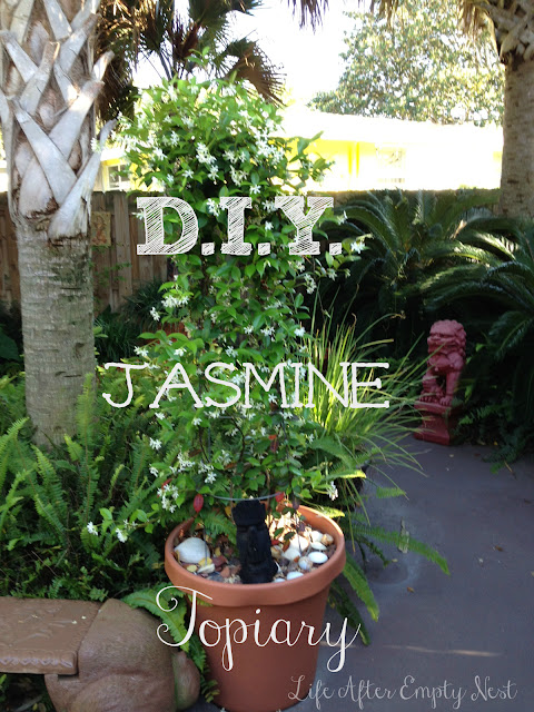 diy jasmine topiary