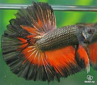 gambar ikan cupang hitam merah gambar ikan cupag hitam merah