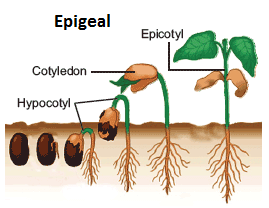 seed+germination+epigeal.png