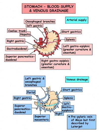 medical K.I.S.S: stomach- blood supply