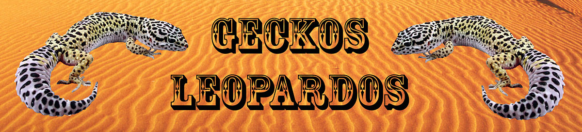 Geckos Leopardos