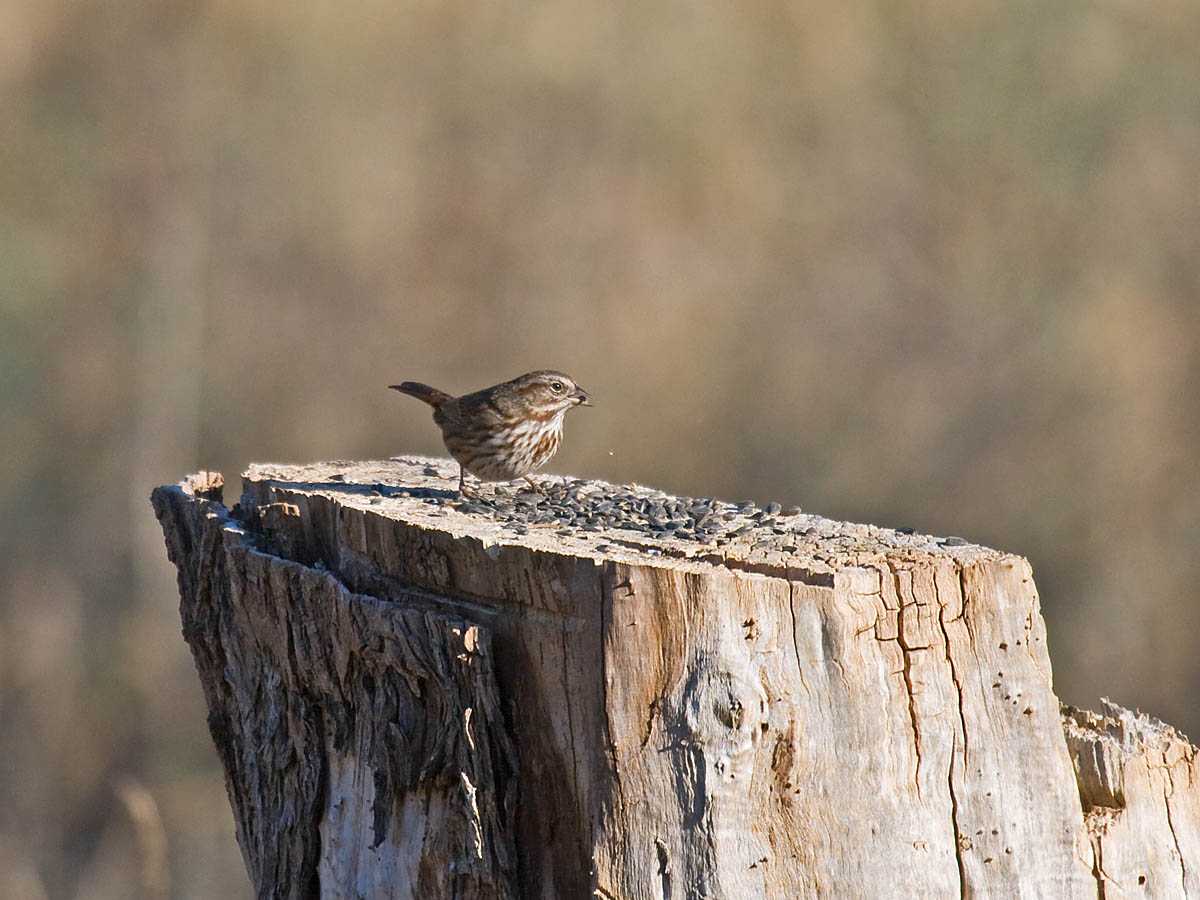 Attract birds to your backyard Part 3 Styles of bird feeders
