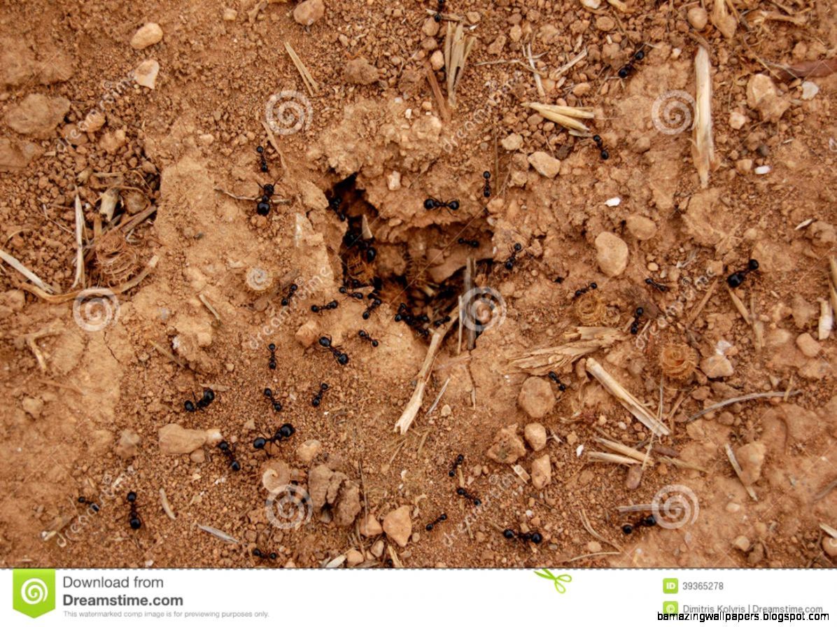 Ants Nest Ground Stock Photo Image 39365278 Ants Nest Ground Stock Photo Image 39365278