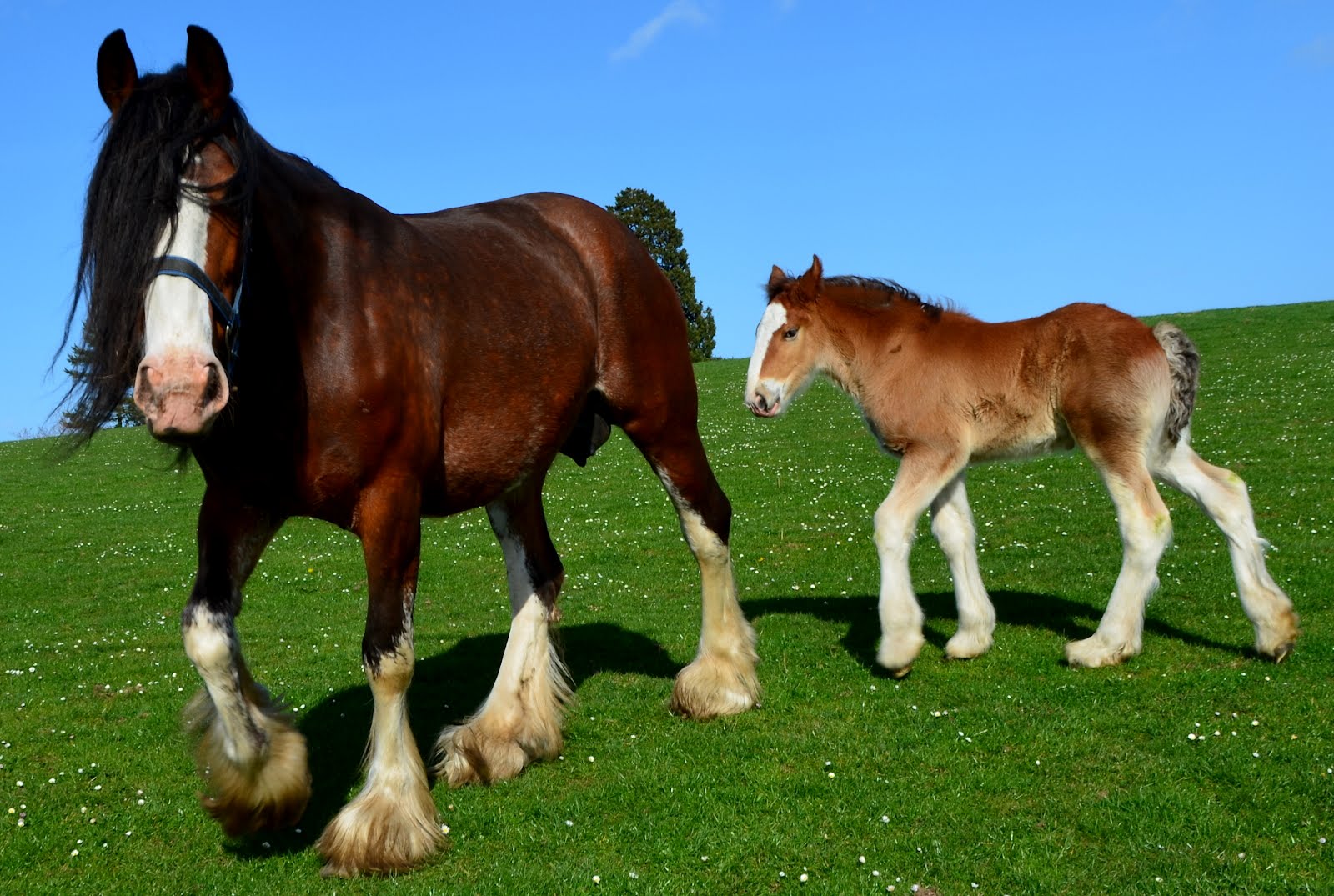 Clydesdale Horse Pics