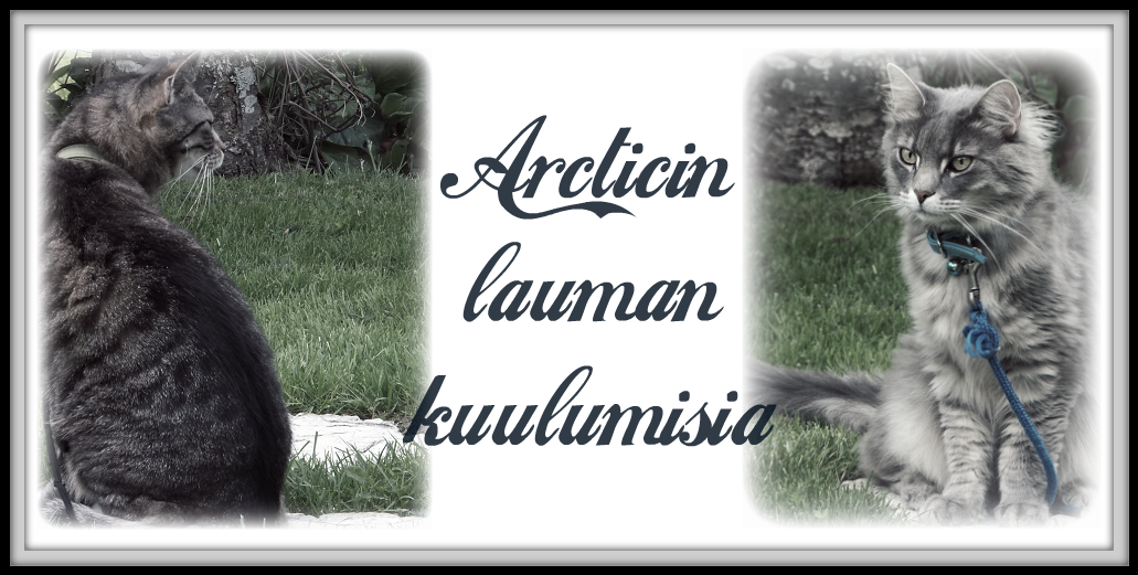 Arcticin lauman kuulumisia