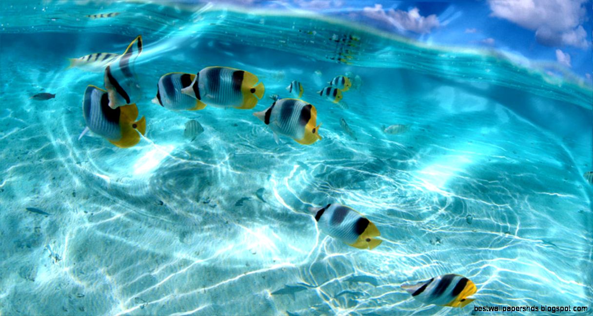 Desktop 3D Live Wallpapers WallpaperSafari Desktop 3D Live Wallpapers WallpaperSafari