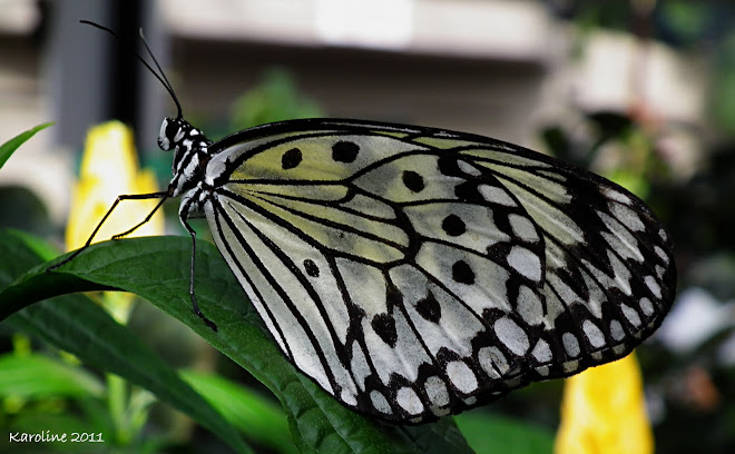 Papillons en liberté 2011 - Jardin Botanique