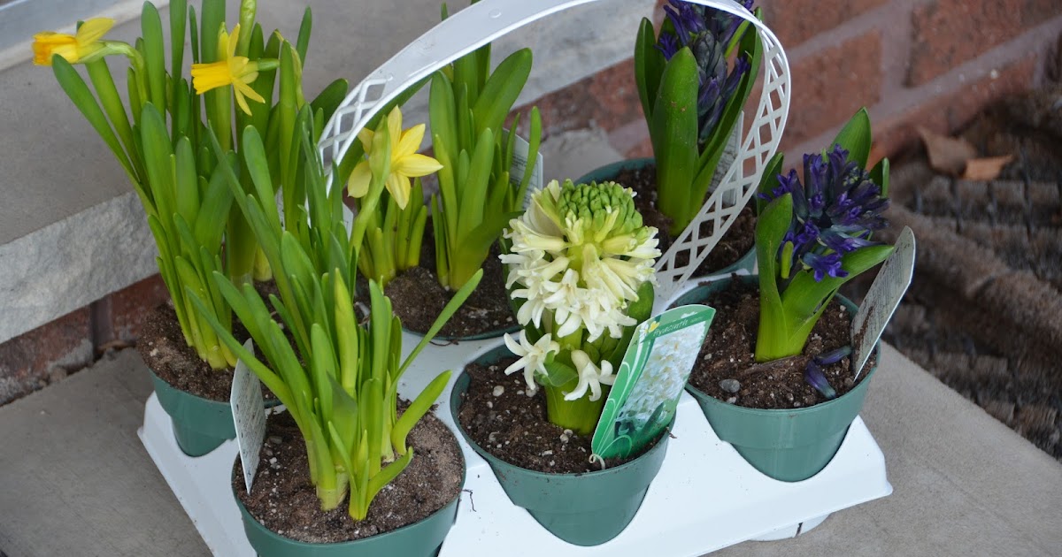 Meredith's Garden Blog My Costco Plants April Bulbs