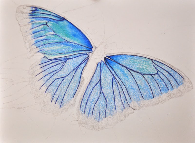 Pencil Drawing Art: Search results for butterfly colour pencil drawing.