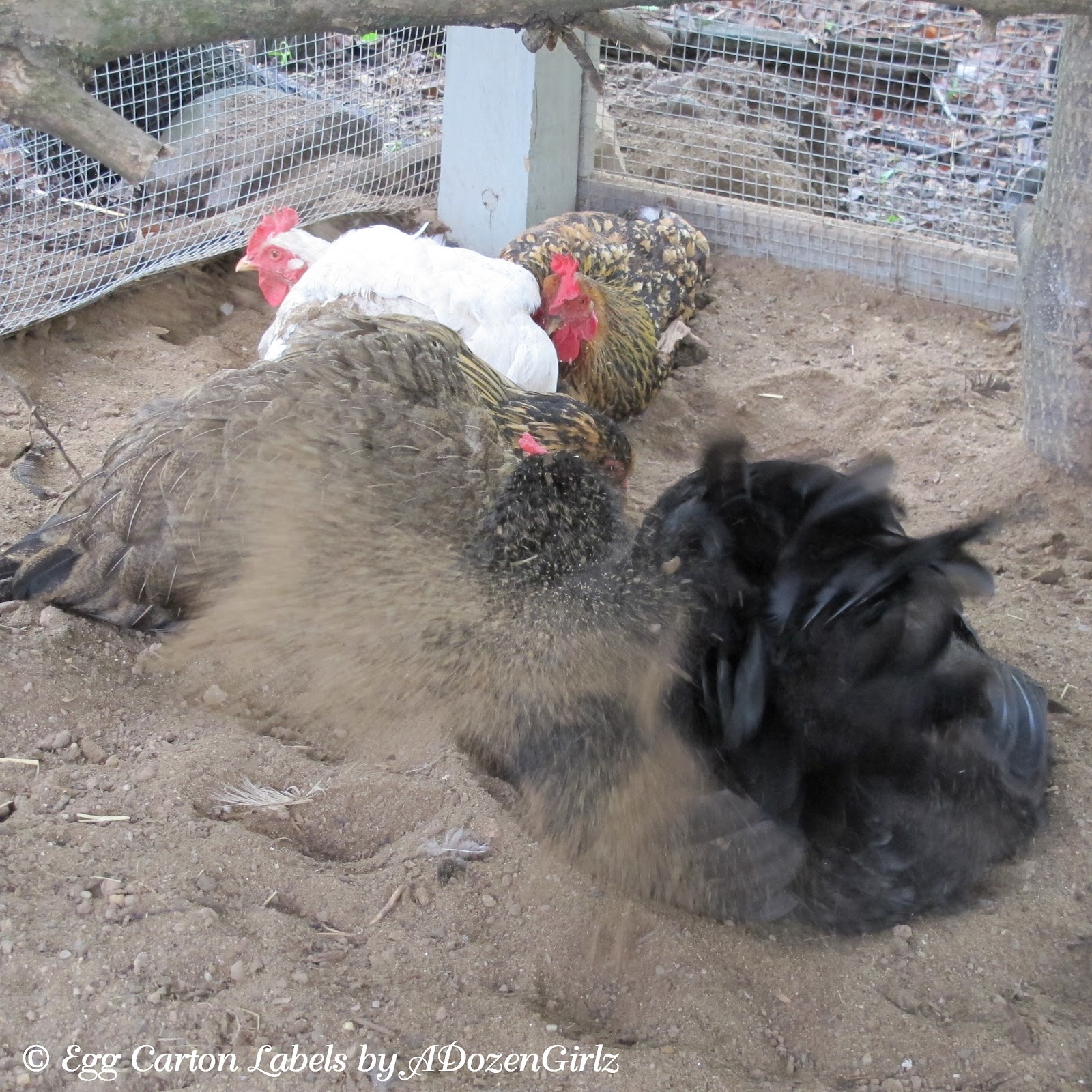 The Chicken Chick® Poultry Lice and Mites Identification and Treatment