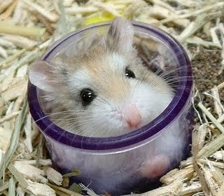 Trại bọ ú: Hamster, bọ ú, guinea pig, thỏ kiểng. Sỉ và lẻ! - 36