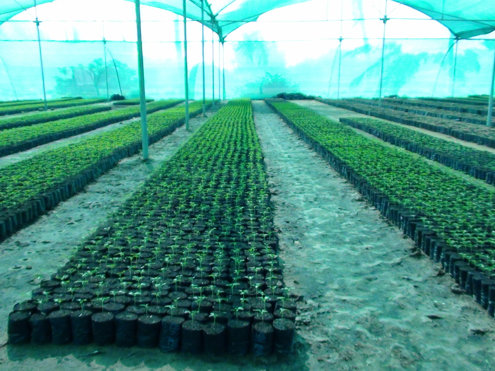 Agricultural Applications NET HOUSE & POLY HOUSE CONSTRUCTION