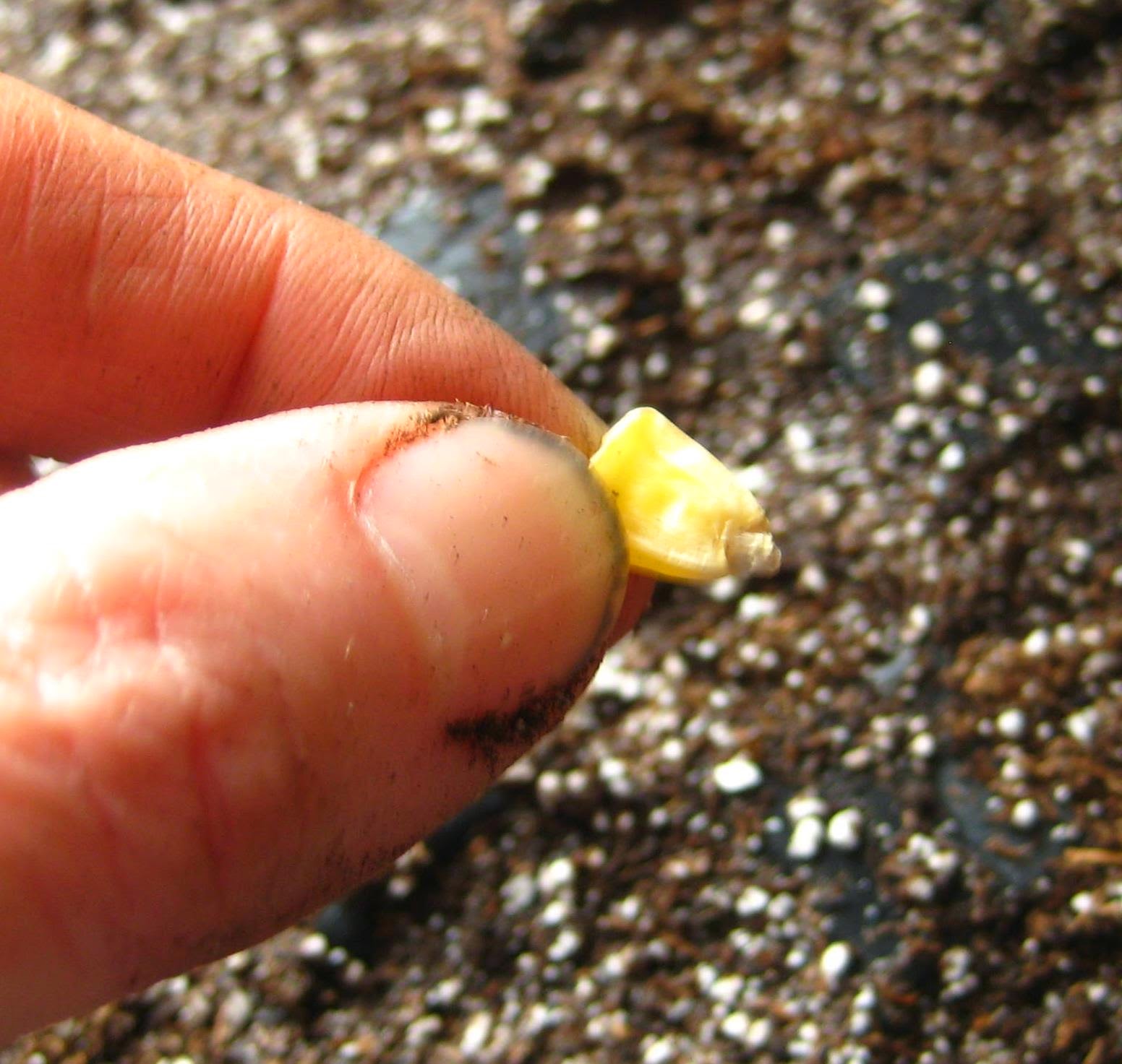 Planting beans and corn indoors Susan's in the Garden