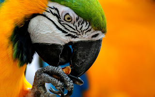 All Wallpapers: Parrot Hd Wallpapers 1