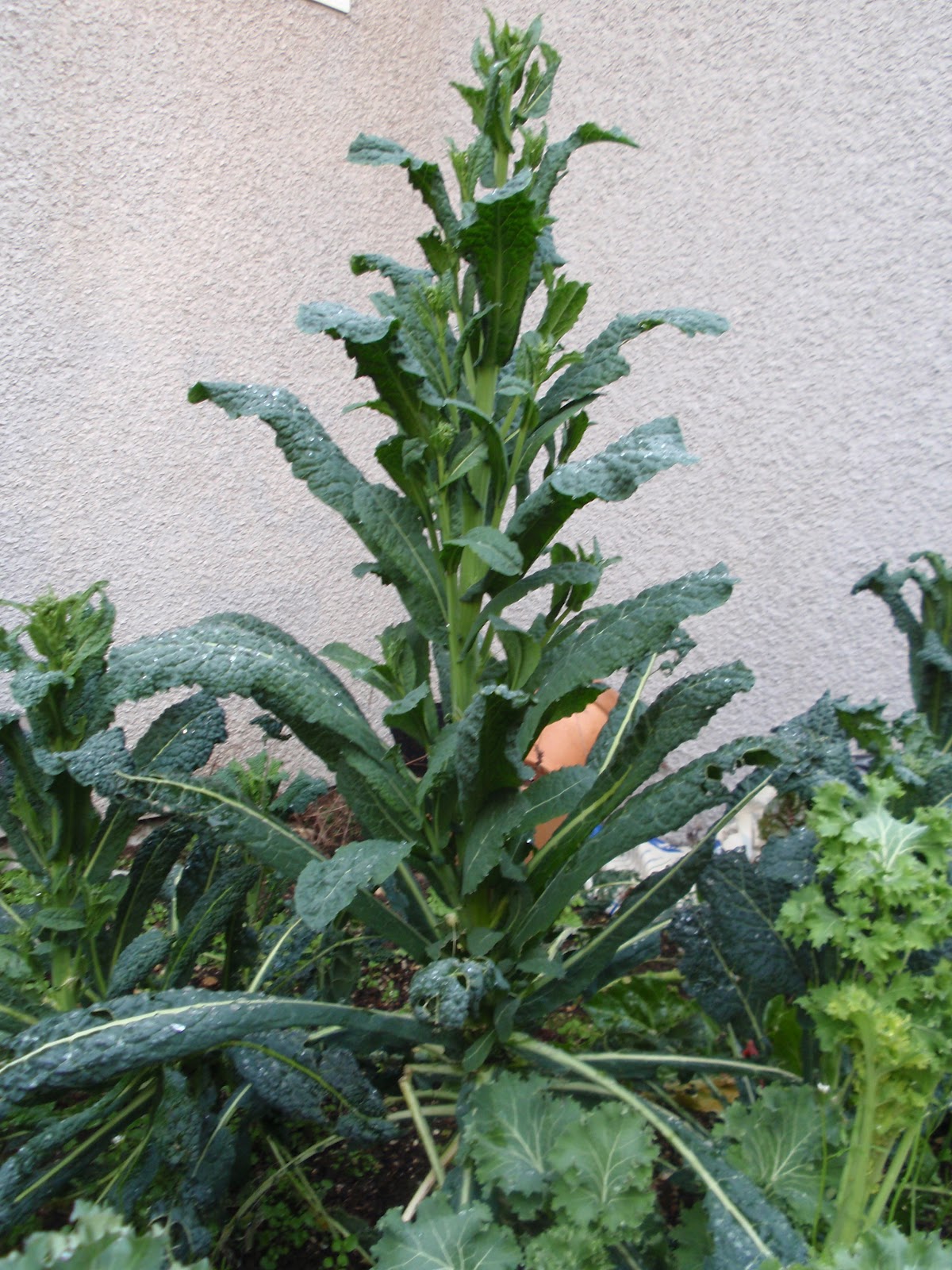 FoodWise Nutrition How Does Your Kale Grow?
