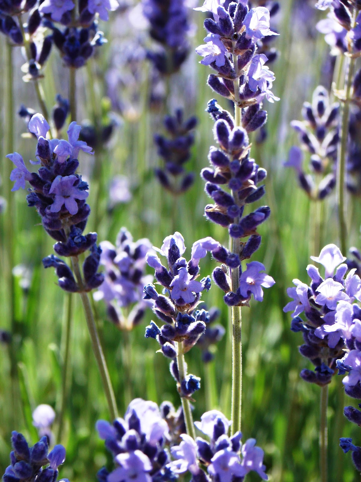 Finding Arizona Arizona Lavender Summer Festival