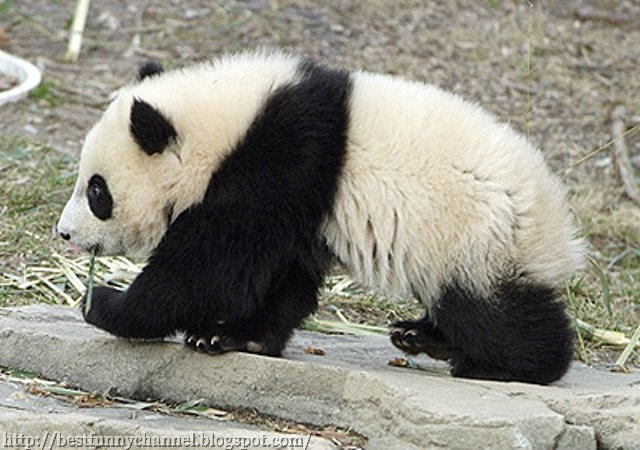 Cute Fluffy Panda