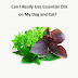 Can I Really Use Essential Oils On My Dog and Cat? - Free Kindle Non-Fiction