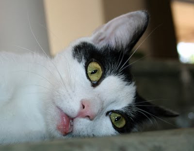 cat swollen lip cat swollen lip