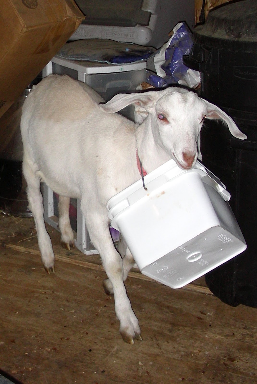 goat accessories
