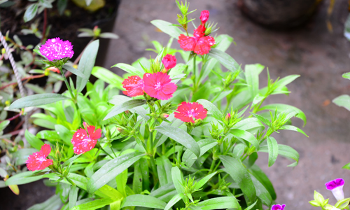 [Image: cho-phien-ha-dong-ruc-ro-sac-hoa-2.jpg]