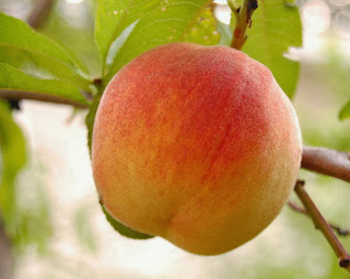 Amazing Creation: Peach