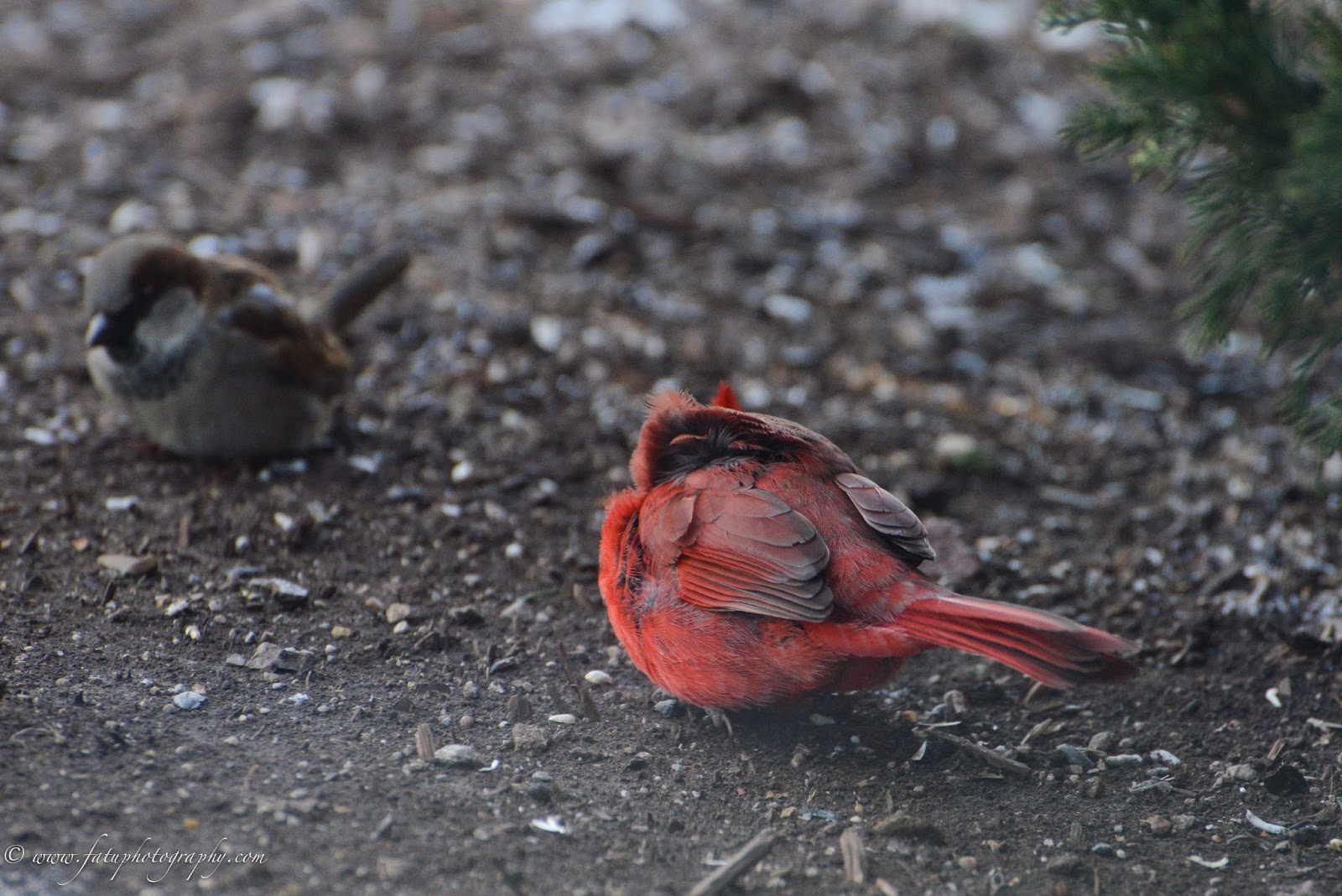 Fatu Photography Headshots & Lifestyle Birds of Kansas City