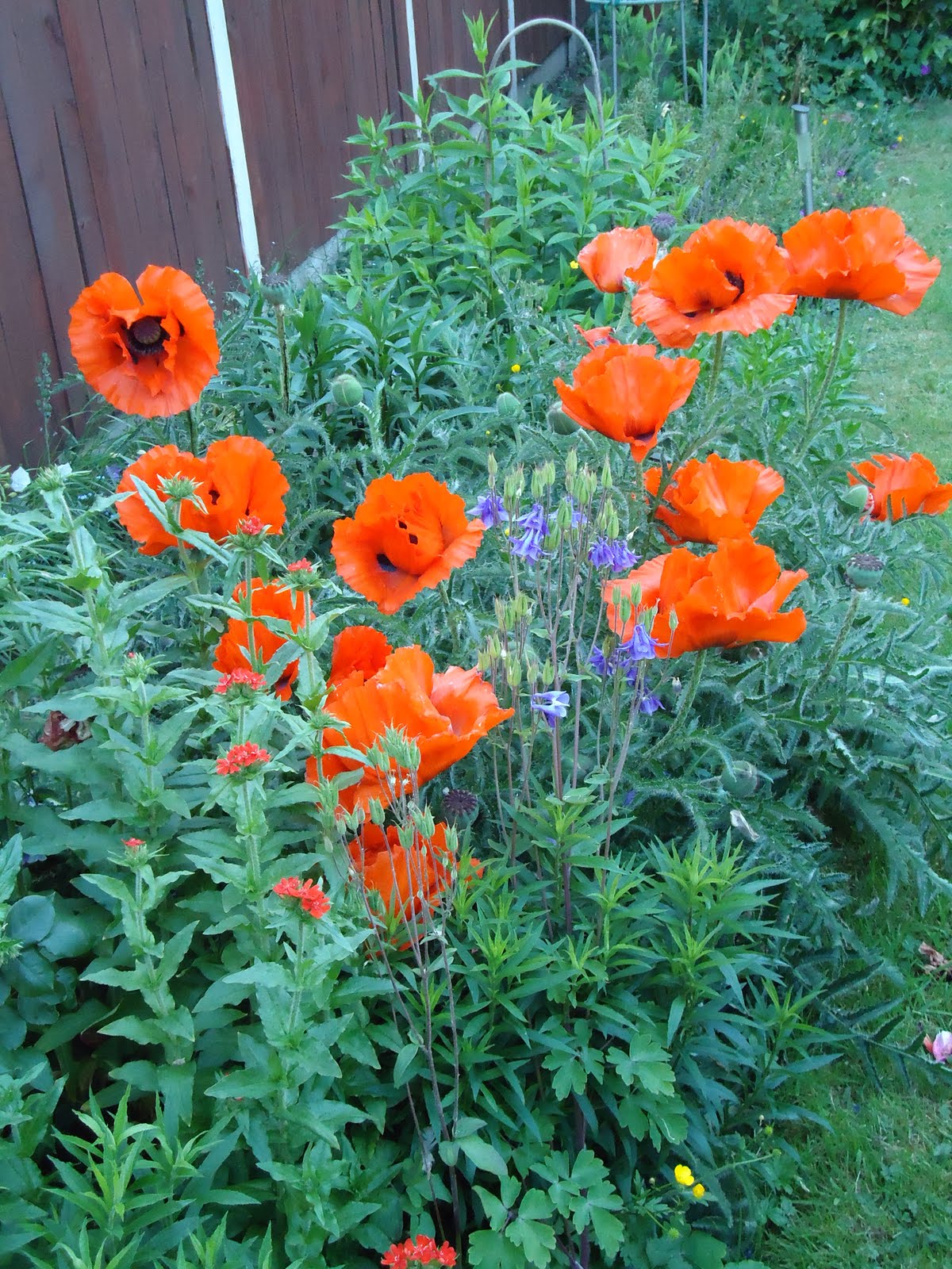 Love My Garden: Oriental Poppies