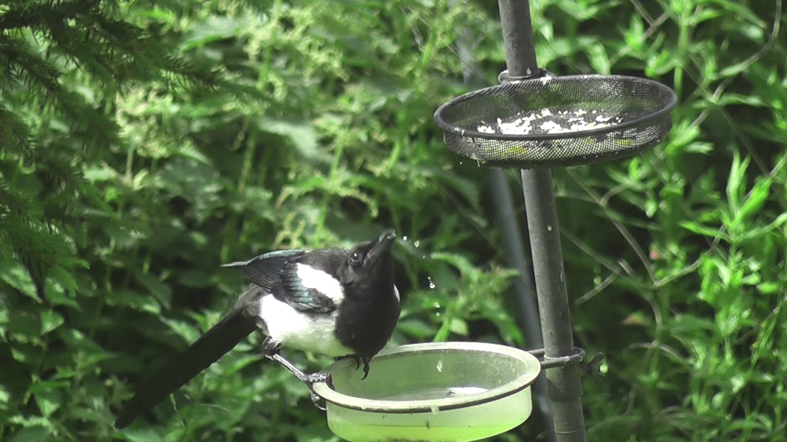 Animals and kids How do birds drink