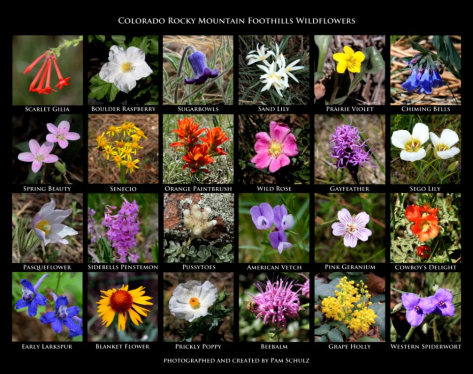 Mountain Wildflowers Wallpapers Gallery