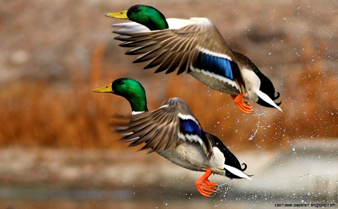 kartandtinki1ducks wallpaper kartandtinki1ducks wallpaper