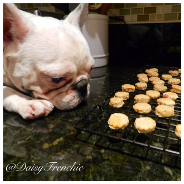 Daisy The French Bulldog Tasty Tuesday Super Easy Bulldog Bacon