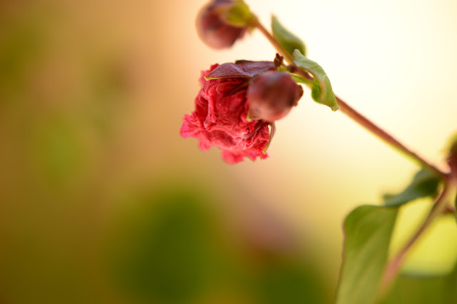 desert garden, July bloom, Lagerstroemia, Dynamite, crape myrtle