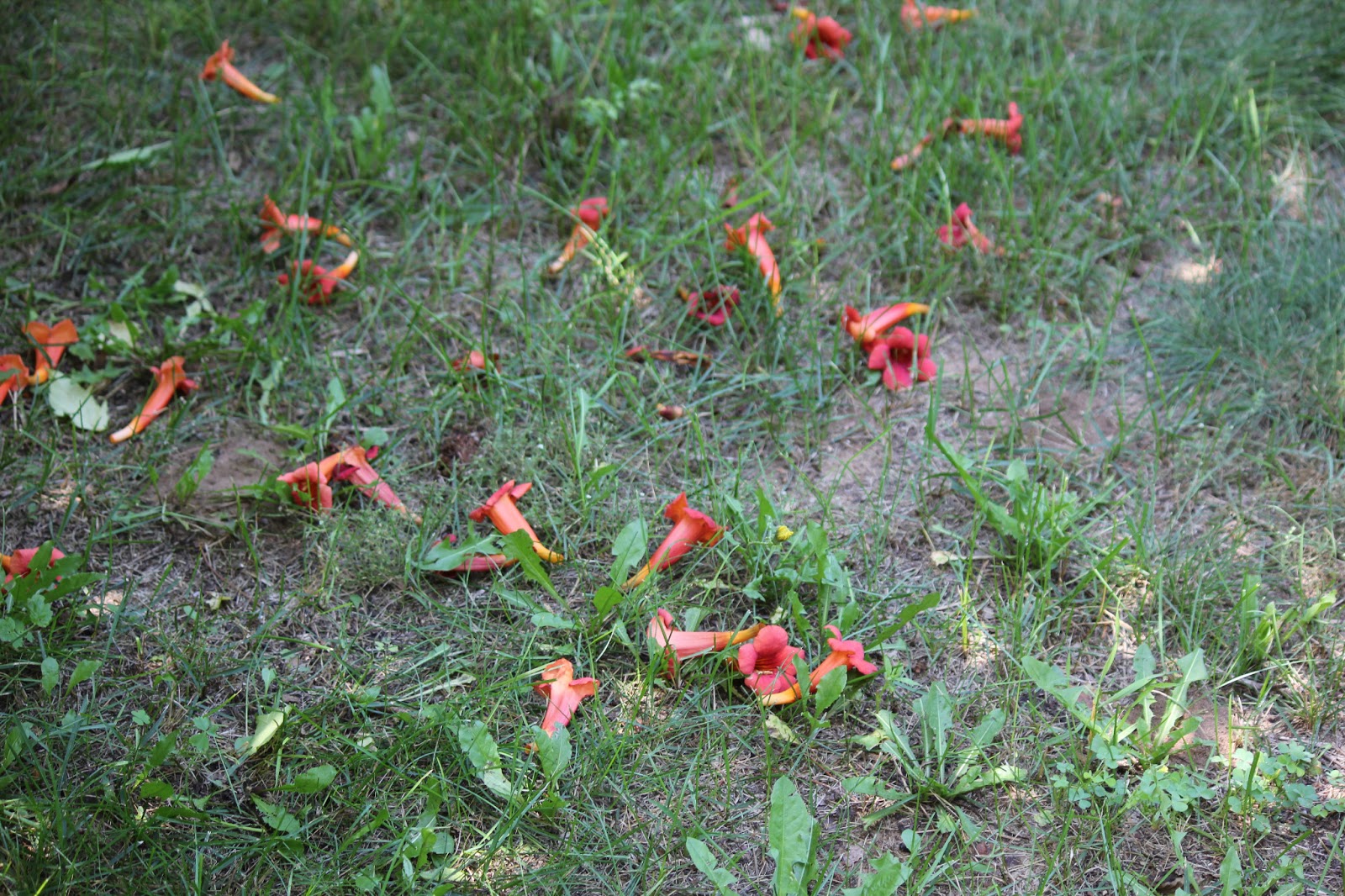 The Cabin Countess The Invasive Trumpet Vine